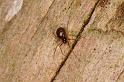 Steatoda_triangulosa_D6090_O_80_Les Gris_Frankrijk